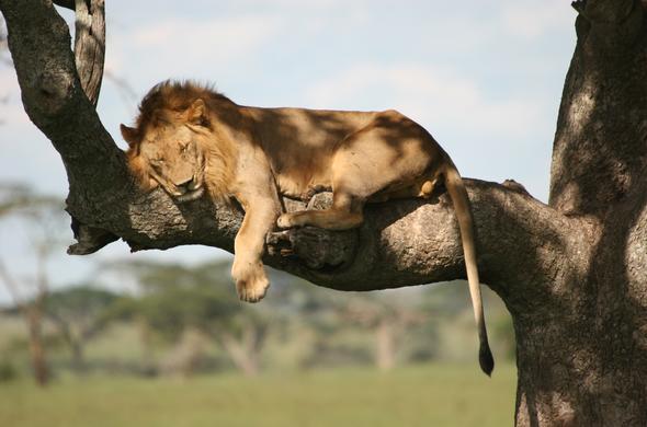 legendary-lodge-male-lion-in-tree-590x390.jpg