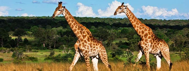 Giraffes.