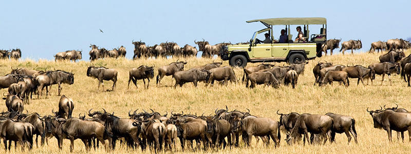 Tanzania serengeti great migration.