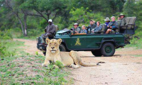 safari hermanus south africa